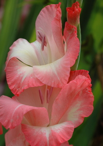 Gladiolus