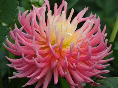 Dahlia