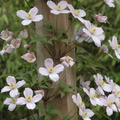 Klematis