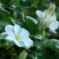 Klematis