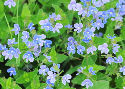 Tveskægget Ærenpris