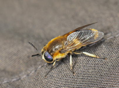 Vandklæg (Heptatoma pellucens)