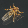 Hjortelus (Lipoptena cervi)