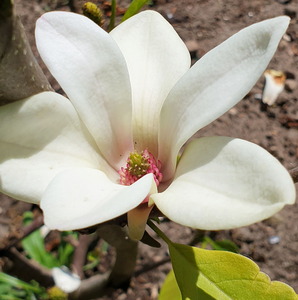 Magnolia