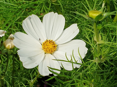 Cosmea