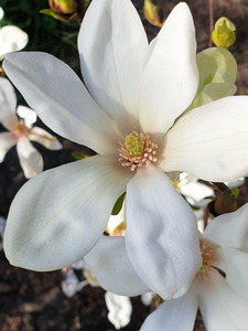 Magnolia