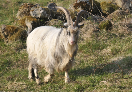 Hollandsk landraceged