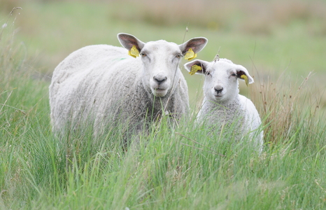 Får og lam