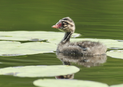 Nordisk Lappedykker (Podiceps auritus)