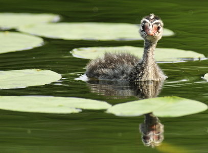  Nordisk lappedykker (Podiceps auritus)