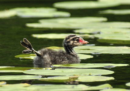 Nordisk Lappedykker (Podiceps auritus)