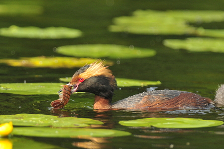 Nordisk Lappedykker (Podiceps auritus)