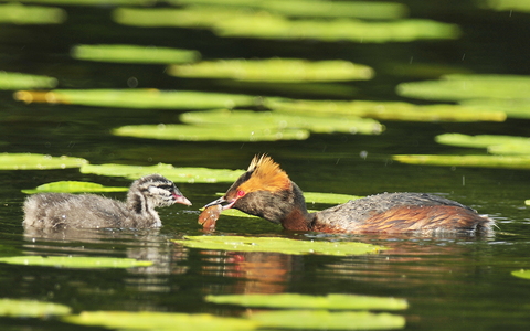 Nordisk Lappedykker (Podiceps auritus)