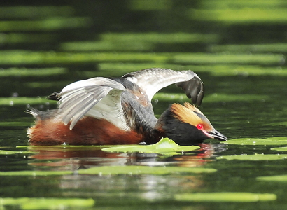  Nordisk lappedykker (Podiceps auritus)