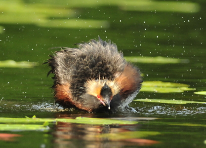 Nordisk Lappedykker (Podiceps auritus)