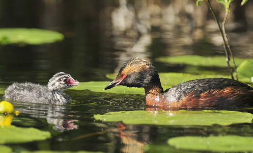 Nordisk Lappedykker (Podiceps auritus)