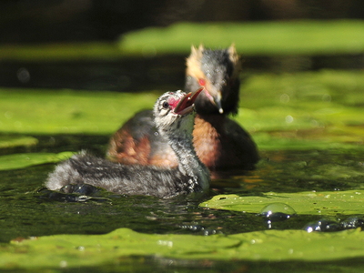  Nordisk lappedykker (Podiceps auritus)