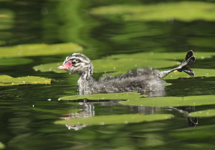 Nordisk Lappedykker (Podiceps auritus)