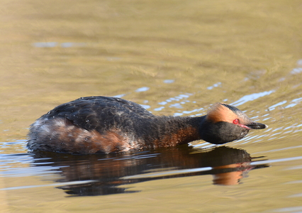 Nordisk Lappedykker (Podiceps auritus) 