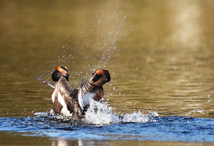 Nordisk Lappedykker (Podiceps auritus) 