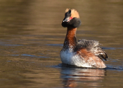 Nordisk Lappedykker (Podiceps auritus)