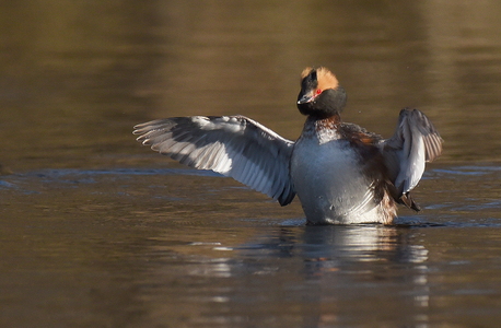 Nordisk Lappedykker (Podiceps auritus)