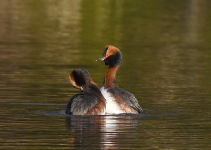Nordisk Lappedykker (Podiceps auritus) 