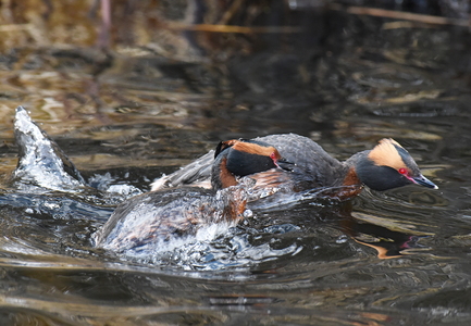 Nordisk Lappedykker (Podiceps auritus)