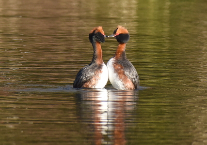 Nordisk Lappedykker (Podiceps auritus)