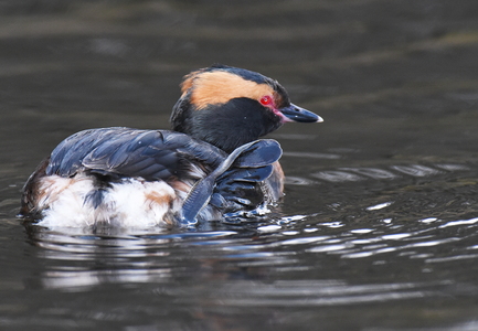 Nordisk Lappedykker (Podiceps auritus)