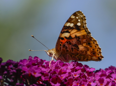 Tidselsommerfugl (Vanessa cardui)