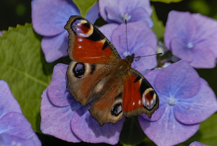 Dagpåfugleøje (Aglais io)