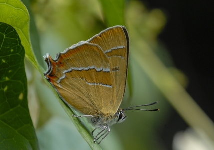 Guldhale (Thecla betulae)