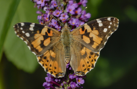 Tidselsommerfugl (Vanessa cardui)