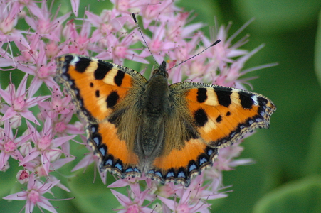 Nældens Takvinge (Aglais urticae)