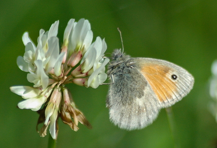  Okkergul Randøje (Coenonympha pamphilus)
