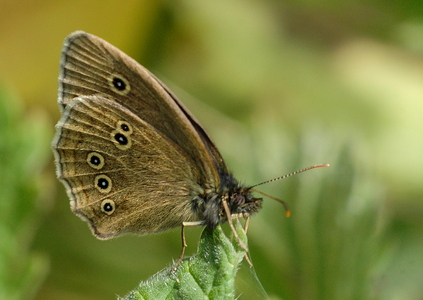 Engrandøje (Aphantopus hyperantus)