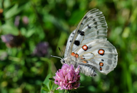 Apollo (Parnassius apollo)