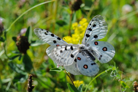 Apollo (Parnassius apollo)