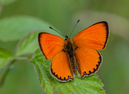 Dukatsommerfugl (Lycaena virgaureae) 
