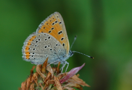 Violetrandet ildfugl (Melitaea athalia)