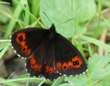 Skovbjergrandøje (Erebia ligea)