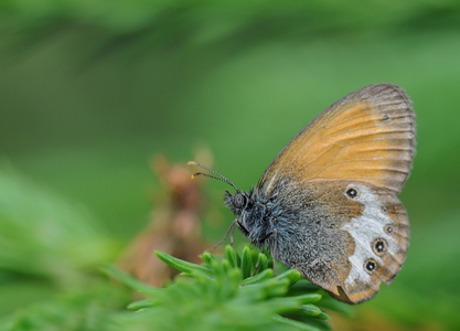 Perlemorrandøje (Coenonympha arcania)