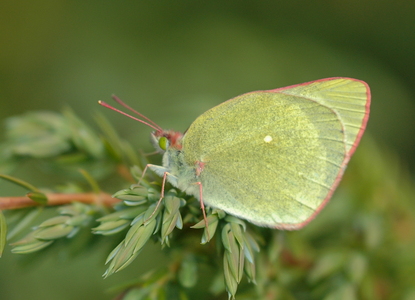 Mosehøsommerfugl  (Colias palaeno)