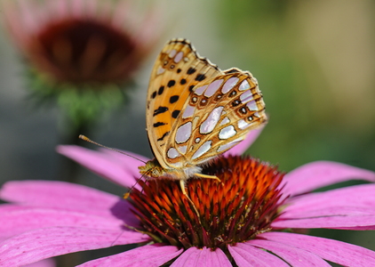 Storplettet Perlemorsommerfugl (Issoria lathonia)
