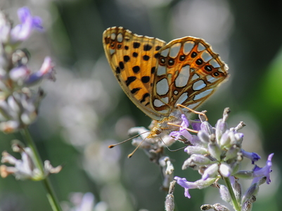 Storplettet Perlemorsommerfugl (Issoria lathonia)