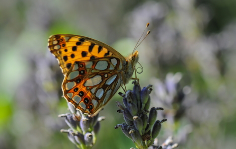 Storplettet Perlemorsommerfugl (Issoria lathonia)
