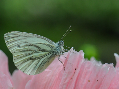 Grønåret Kålsommerfugl (Pieris napi)