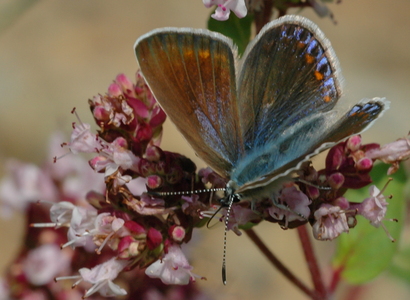 Almindelig blåfugl (Polyommatus icarus)