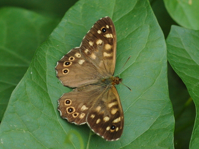 Skovrandøje (Pararge aegeria)